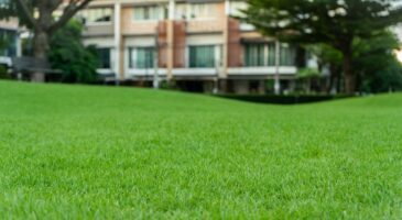 Le gazon, c'est fini : 10 plantes alternatives pour les jardiniers qui ne veulent plus tondre chaque semaine