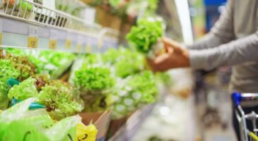 Pénurie de salades : pourquoi disparaissent-elles des supermarchés ?