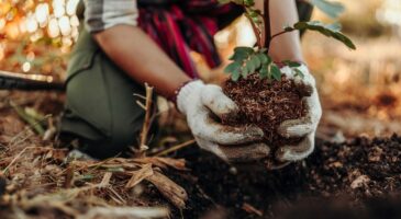 Planter des arbres ne suffirait pas à compenser nos émissions de CO₂, selon des chercheurs