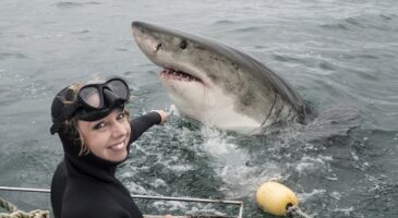 Quels sont les points communs entre les requins et les humains ? Les scientifiques répondent