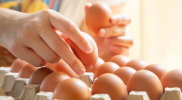 Selon une étude, les œufs bio seraient deux fois plus nocifs pour le climat que les œufs de poules en cage