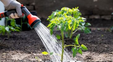 Sécheresse, restrictions d'eau : à quelle heure peut-on encore arroser son jardin sans risquer une amende de 1500 euros ?