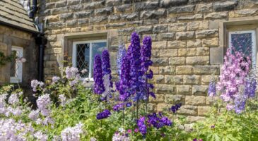 9 vivaces à planter en août pour un jardin plus résistant (et plus beau) dès le printemps prochain