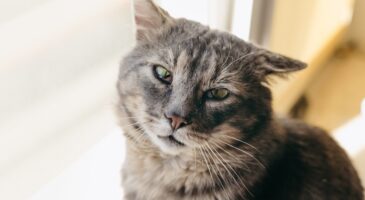 Le signe discret qui révèle qu’un chat vit très mal votre absence