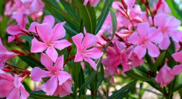 Planter un laurier-rose : 5 règles d'or pour vite obtenir un arbuste à l'éclat floral exceptionnel !