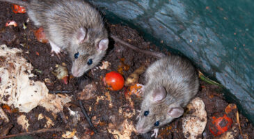 Compost au jardin : l’erreur n°1 qui attire les rats et compromet tout votre potager