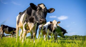 En 1871, un fermier a abandonné cinq vaches sur une île déserte. 130 ans plus tard, des chercheurs examinent leur ADN et le résultat défie toute logique