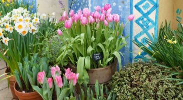 Alan Titchmarsh, jardinier : "C'est le moment idéal pour planter des bulbes de printemps"