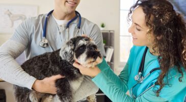 Assurer son animal : combien ça coûte en 2026 ?