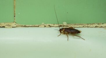 Cafards provenant de la douche : comment prévenir une infestation à la maison ?