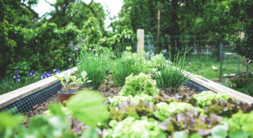 Slow gardening : la serre, un art de vivre durable