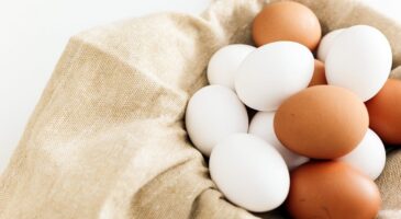 Oeufs blancs ou bruns : quelle est la différence ? (Je l'ai appris à 66 ans)