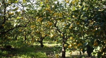 Placer des cartons autour du citronnier : à quoi ça sert et pourquoi les experts en jardinage le recommandent ?