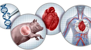 Xénogreffe : peut-on désormais recevoir un organe provenant d’un animal ?
