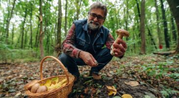 C’est la meilleure région de France pour trouver des champignons cet automne 2026 avec 2,8 millions d’hectares de forêts : la Nouvelle-Aquitaine devance l’Auvergne-Rhône-Alpes