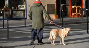 "Le problème ce ne sont pas les chiens mais les maîtres" : cette ville du Var interdit les chiens "même tenus en laisse" sur les marchés et manifestations