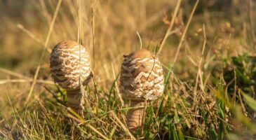 Cueillette des champignons : cette variété peu connue peut valoir jusqu'à 100 euros le kilo, voici où la trouver cet automne