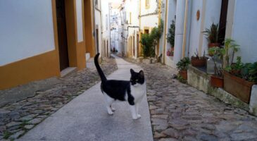 Des volontaires sont recherchés pour un séjour gratuit au Portugal en échange de soins aux animaux : logement et nourriture inclus pour moins de 30 heures de travail