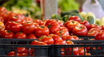 Juan, agriculteur: « Quand on va au supermarché, les tomates coûtent 2,50 € ou 3 €, alors qu’on n'est payés que 1 € »