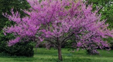 Au jardin : il est temps de planter cet arbre mythique d'une beauté inouïe !