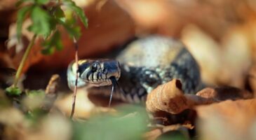 Serpents dans le jardin : voici la température à partir de laquelle ils deviennent inactifs