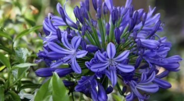 Agapanthes : le geste incontournable en septembre pour prolonger leur floraison au maximum