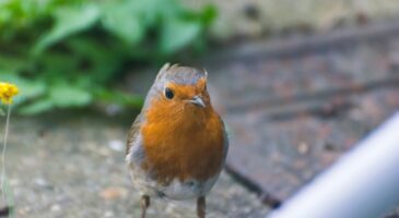 Vous aimez les rouges-gorges ? Voici le seul type de nichoir qu'ils aiment