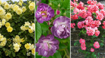 Rosiers grimpants : 5 sublimes variétés à planter cet automne !