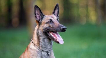 Amir, vétérinaire, à propos du berger belge malinois : "Ce n’est pas un chien, c’est une machine"