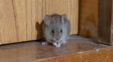 Alberto Aguado, expert en lutte antiparasitaire : "Une souris adulte peut entrer dans une maison par un trou d’à peine 6 millimètres, soit l’épaisseur d’un crayon"