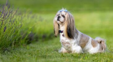 Berry, le Shih Tzu au visage presque humain, est voué à la mort car il est albinos