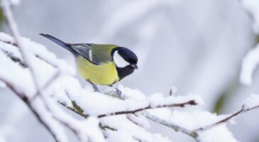 Chaque hiver, les mésanges souffrent du froid : comment les aider à survivre ?