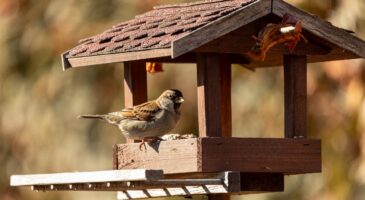 Faire de son jardin un refuge LPO pour les oiseaux, c'est possible : voici comment s'y prendre
