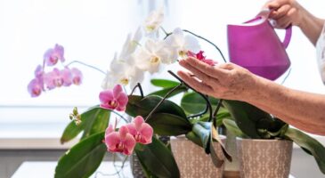 Orchidée aux feuilles jaunes : l’eau peut être en cause