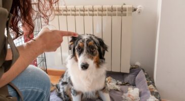 Les vétérinaires experts sont unanimes : "Les chiens ne savent pas qu’ils ont mal agi ; ils ressentent de la peur lorsque vous vous mettez en colère"