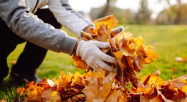 Feuilles mortes du voisin : ce que dit vraiment la loi