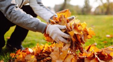 Feuilles mortes : la règle des 20 % pour protéger la pelouse