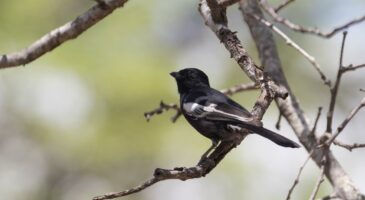 Mésange noire au jardin : comment l'attirer cet automne ?