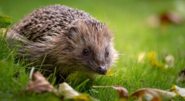 Hérisson au jardin : ce geste simple l’aide à passer l’hiver