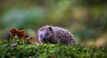 Quelle est la signification derrière la présence d'un hérisson dans mon jardin ?