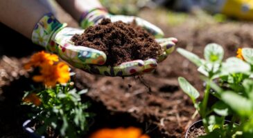 Quelles fleurs faut-il planter en automne ?