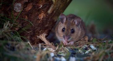 Souris et loirs dans l’abri de jardin : comment protéger vos provisions avant l’hiver ?