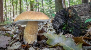 "Un champignon comme celui-ci pourrait nourrir au moins 15 personnes, c'est le plus gros que nous ayons jamais ramassé" : un cèpe record de près de 2kg a été découvert