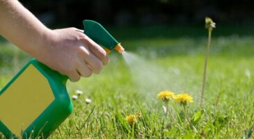 Désherber sans vinaigre : l’astuce à l’eau de cuisson