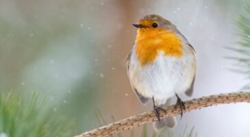 Chardonneret au jardin : pourquoi il vient chez vous en hiver