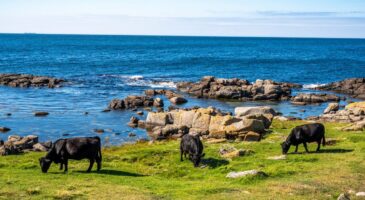 Des bénévoles sont recherchés pour vivre gratuitement sur cette île de la Baltique en échange d’une aide auprès des animaux de la ferme