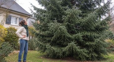 Après 15 ans, mon sapin de Noël est devenu géant : ce que j’aurais dû savoir avant de le replanter dans mon jardin