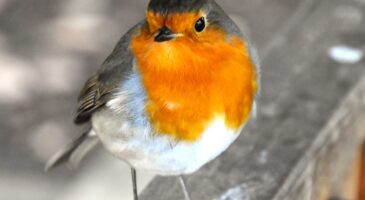 Nourrir les rouges-gorges : en novembre, ils sont fous de cet aliment star de l'apéro