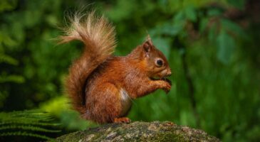 "S’il vient jusqu’à vous, ce n’est jamais un hasard" : ce que l’écureuil essaie de vous dire quand il apparaît dans votre jardin