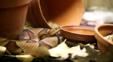 Serpent dans la maison : ce point d’entrée à surveiller